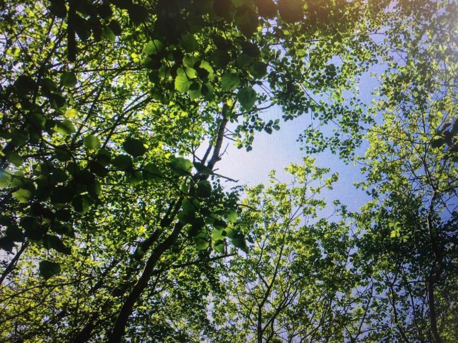 Cosy Woodland Romantic Retreat With Log Fires And Nature Sturry Ngoại thất bức ảnh